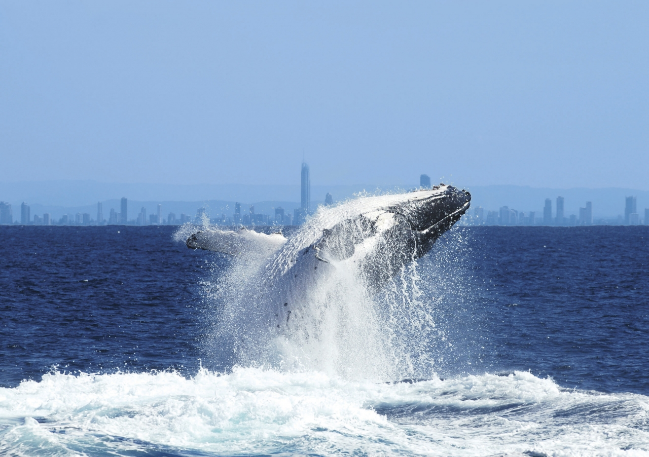 호주 골드코스트 혹등고래